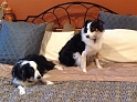 LazyDogs_8-2015 (6)